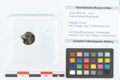 Foto (Objekt + Etikett) von Elaeis eocenica Ettingshausen (NHMW-GEO-2024-0188-9132)